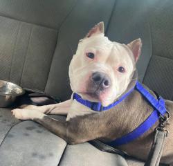 Reunited Female Dog last seen IHOP on collins, Plant City, FL 33563
