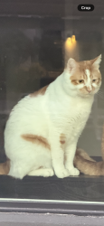 Lost Male Cat last seen 67th Dr and Dobbins / outside McClellan Ranch, Phoenix, AZ 85339