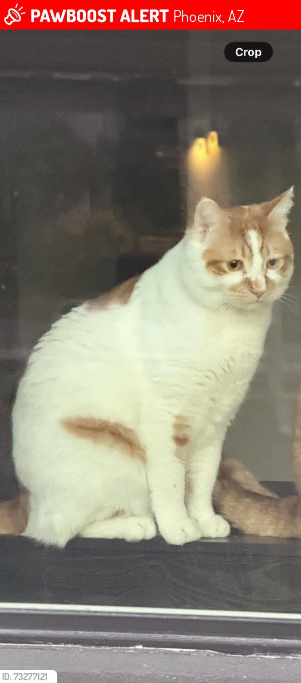 Lost Male Cat last seen 67th Dr and Dobbins / outside McClellan Ranch, Phoenix, AZ 85339
