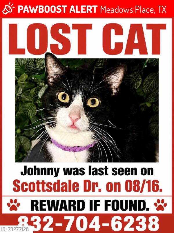 Lost Male Cat last seen Scottsdale Dr, Meadows Place, TX 77477
