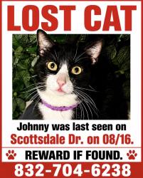 Lost Male Cat last seen Scottsdale Dr, Meadows Place, TX 77477