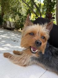 Lost Male Dog last seen Near, Miami, FL 33147