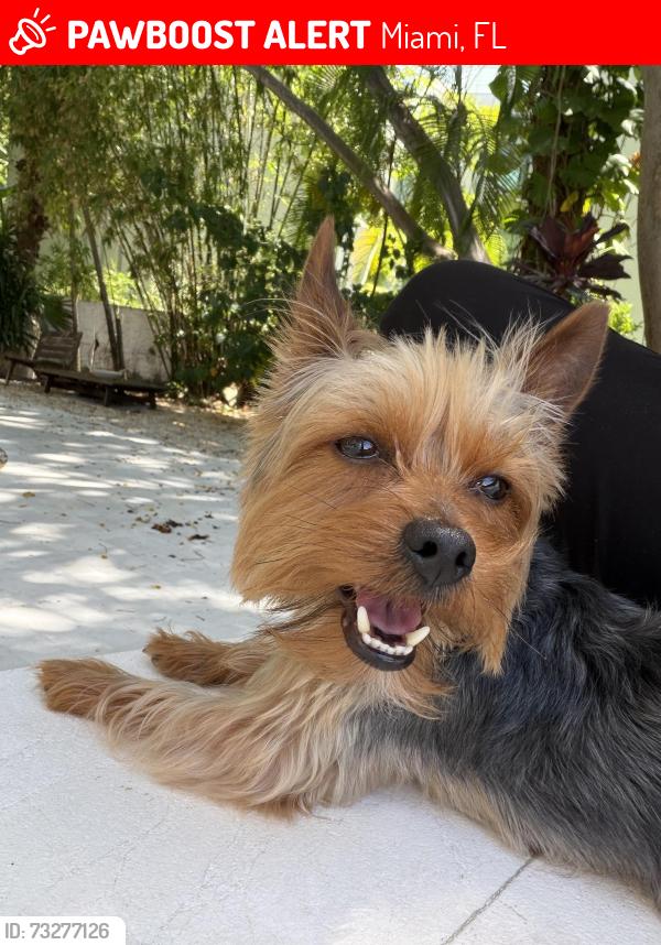 Lost Male Dog last seen Near, Miami, FL 33147