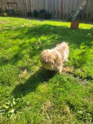 Reunited Unknown Dog last seen My home a few doors down from 9614 164th st e, Puyallup, WA 98375