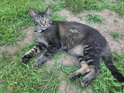 Reunited Male Cat last seen Ridgewood and Cypress Way. Lincoln Elementary, Madison, WI 53713