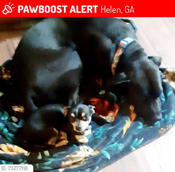 Lost Male Dog last seen North of Helen Ga River Rd, Helen, GA 30545