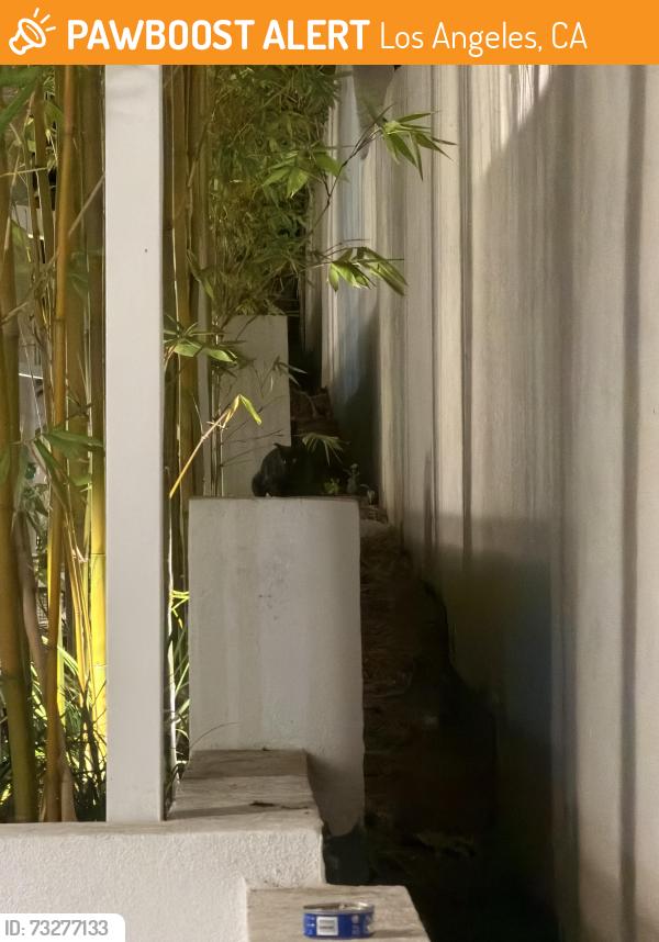 Found/Stray Unknown Cat last seen federal and rochester ave, Los Angeles, CA 90025