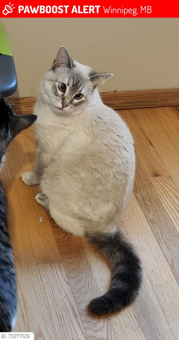 Lost Female Cat last seen McBey ave, Winnipeg, MB 