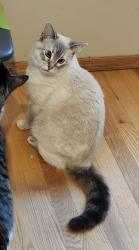 Lost Female Cat last seen McBey ave, Winnipeg, MB 