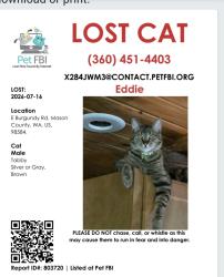 Lost Male Cat last seen South Island Drive and Burgundy rd., Shelton, WA 98584