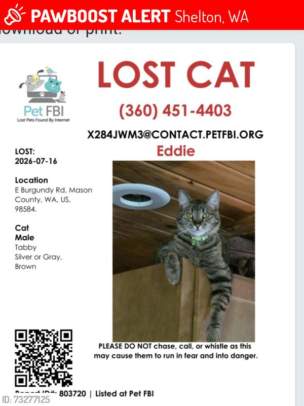 Lost Male Cat last seen South Island Drive and Burgundy rd., Shelton, WA 98584