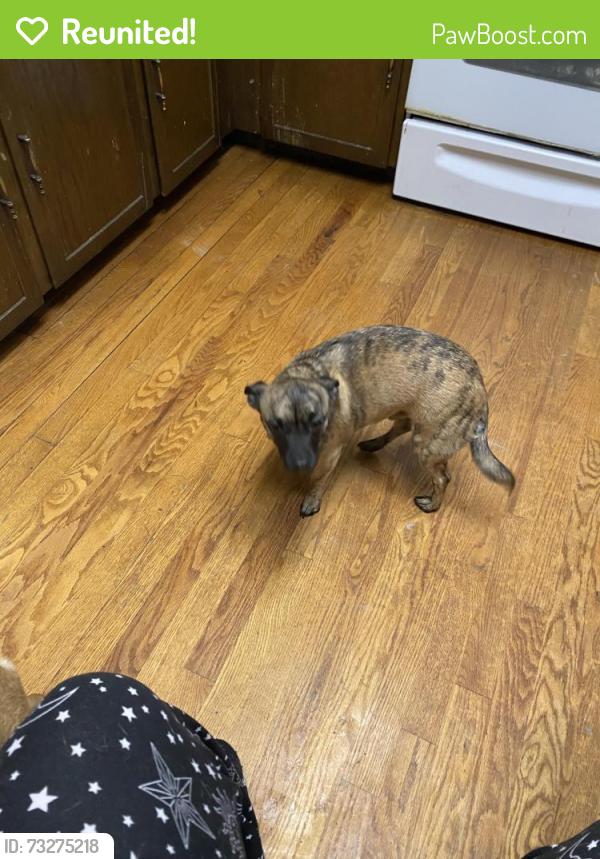 Reunited Male Dog last seen 112th and grant dr, Northglenn, CO 80233