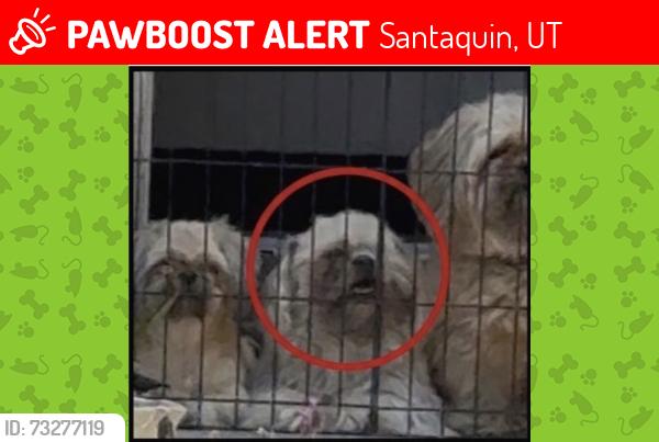 Lost Male Dog last seen N Apple Seed Ln, Santaquin, UT 84655