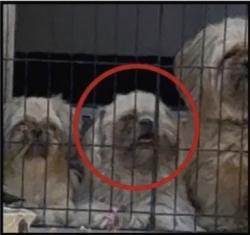 Lost Male Dog last seen N Apple Seed Ln, Santaquin, UT 84655