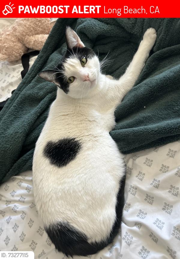 Lost Male Cat last seen Studebaker and Anahiem, Long Beach, CA 90815
