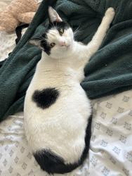 Lost Male Cat last seen Studebaker and Anahiem, Long Beach, CA 90815