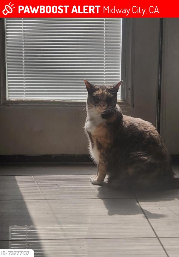 Lost Female Cat last seen Near Hunter Ln Midway City ca 92655, Midway City, CA 92655