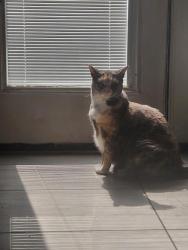 Lost Female Cat last seen Near Hunter Ln Midway City ca 92655, Midway City, CA 92655