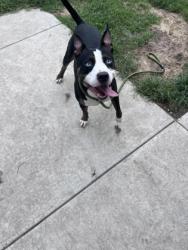Shelter Stray Male Dog last seen Near S Glenburnie Rd, New Bern City Limits,, 1639 Old Airport Rd, New Bern, NC 28562, USA
