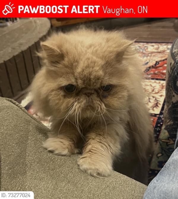 Lost Male Cat last seen Willowbrook Road (Thornhill/Markham), Vaughan, ON 