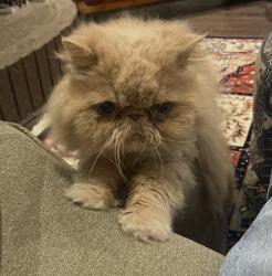 Lost Male Cat last seen Willowbrook Road (Thornhill/Markham), Vaughan, ON 