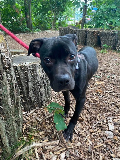Shelter Stray Male Dog last seen Near S Hanover st, 21230, DE, 2490 Giles Rd, Baltimore, MD 21225, USA