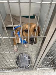 Shelter Stray Male Dog last seen The Alameda and Harford Rd., 21218, MD, 2490 Giles Rd, Baltimore, MD 21225, USA