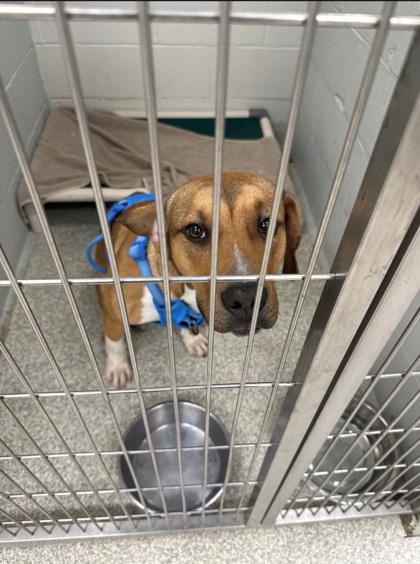 Shelter Stray Male Dog last seen The Alameda and Harford Rd., 21218, MD, 2490 Giles Rd, Baltimore, MD 21225, USA