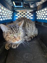 Shelter Stray Unknown Cat last seen Near E Crystal Falls, City of Leander, TX, 1855 SE Inner Loop, Georgetown, TX 78626, USA
