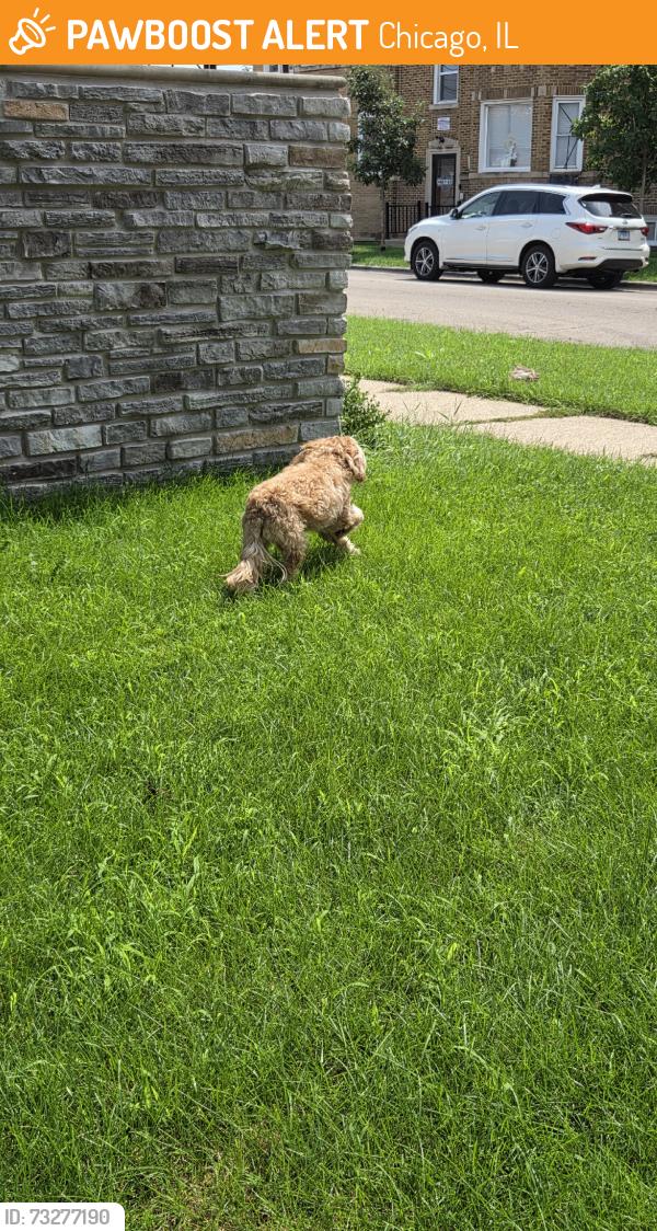 Found/Stray Unknown Dog last seen Midway airport, Chicago, IL 60629
