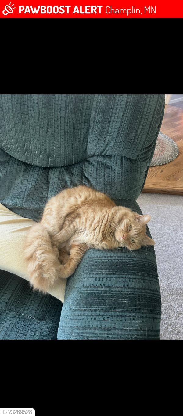 Lost Male Cat last seen Saratoga and W River Road, Champlin, Champlin, MN 55316