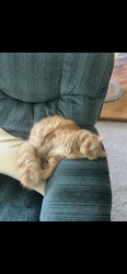Lost Male Cat last seen Saratoga and W River Road, Champlin, Champlin, MN 55316