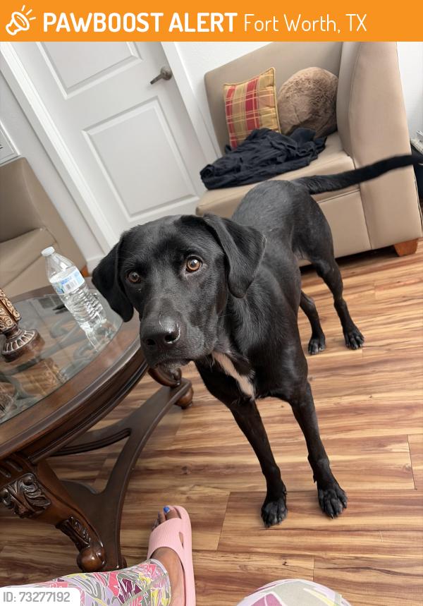 Found/Stray Male Dog last seen Broadmoor apmts, Fort Worth, TX 76116