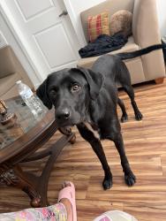 Found/Stray Male Dog last seen Broadmoor apmts, Fort Worth, TX 76116