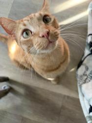 Lost Male Cat last seen 4th St N Saint Petersburg Fl Milo bayside apmts, St. Petersburg, FL 33702