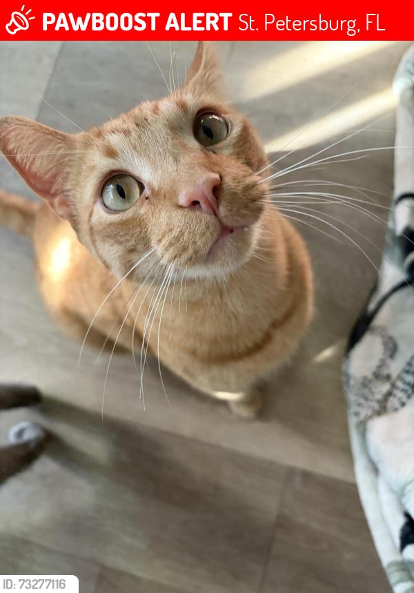 Lost Male Cat last seen 4th St N Saint Petersburg Fl Milo bayside apmts, St. Petersburg, FL 33702