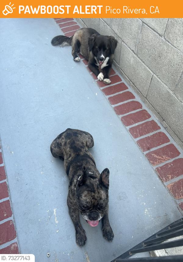 Found/Stray Unknown Dog last seen Rosemead and Beverly Blvd., Pico Rivera, CA 90660