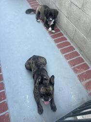 Found/Stray Unknown Dog last seen Rosemead and Beverly Blvd., Pico Rivera, CA 90660