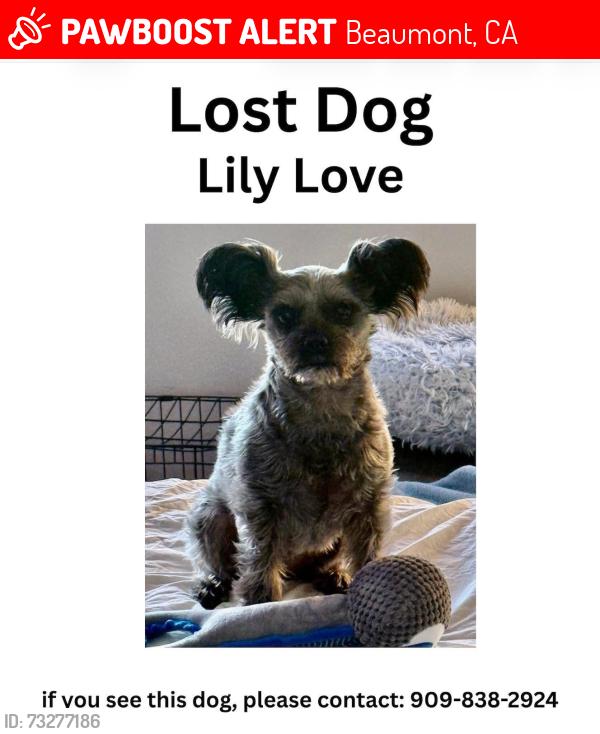 Lost Female Dog last seen winged foot road, Beaumont, CA 92223