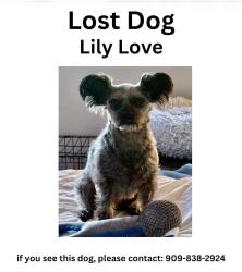 Lost Female Dog last seen winged foot road, Beaumont, CA 92223