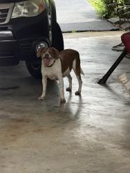 Found/Stray Unknown Dog last seen Bloomingdale area, Kingsport, TN 37660