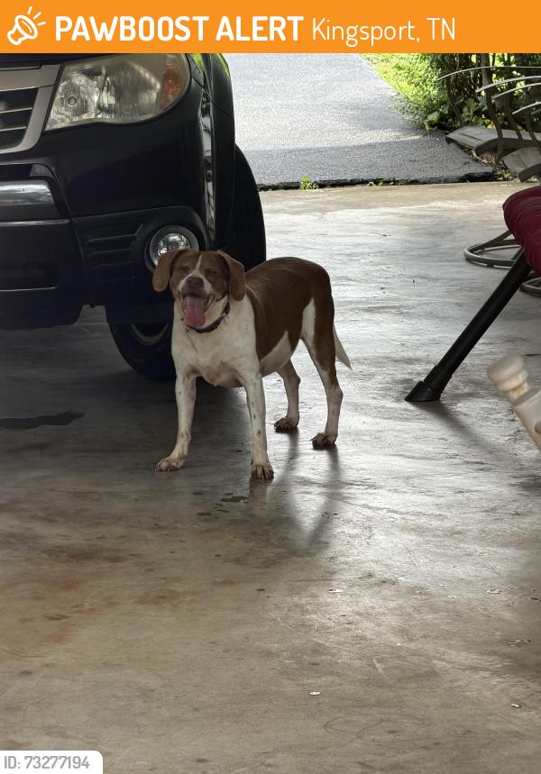 Found/Stray Unknown Dog last seen Bloomingdale area, Kingsport, TN 37660