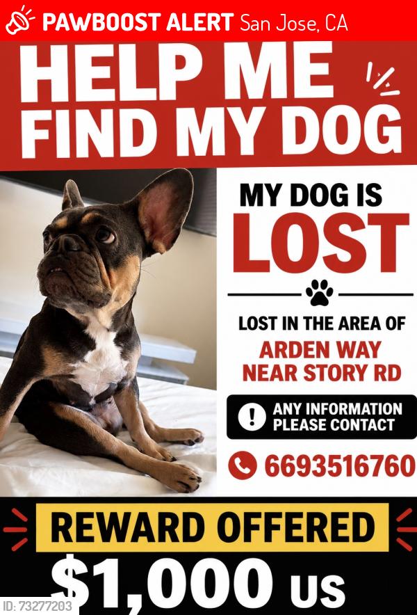 Lost Female Dog last seen Near arden way, San Jose, CA 95122