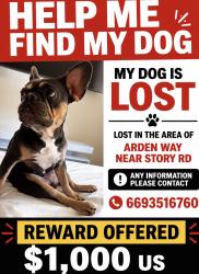 Lost Female Dog last seen Near arden way, San Jose, CA 95122