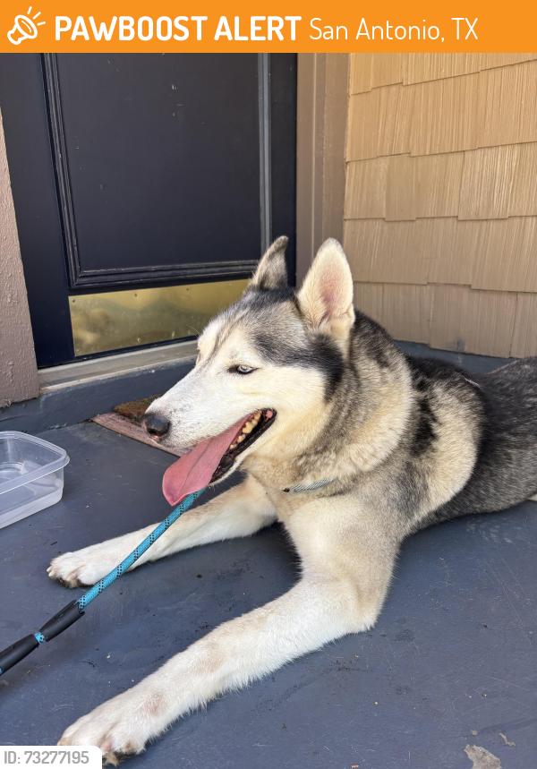 Found/Stray Male Dog last seen Emerald Pointe subdivision, San Antonio, TX 78247