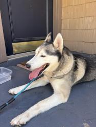 Found/Stray Male Dog last seen Emerald Pointe subdivision, San Antonio, TX 78247