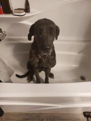 Reunited Female Dog last seen Welcome to Wespoint rock Sign, Smiths Market Place, Syracuse High School, West Point, UT 84015