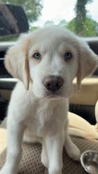 Lost Male Dog last seen Was taken out of our front yard today, Pensacola, FL 32526