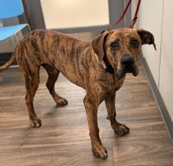 Shelter Stray Male Dog last seen Near Jamacha Road, San Diego, CA, 92114, 5500 Gaines St, San Diego, CA 92110, USA