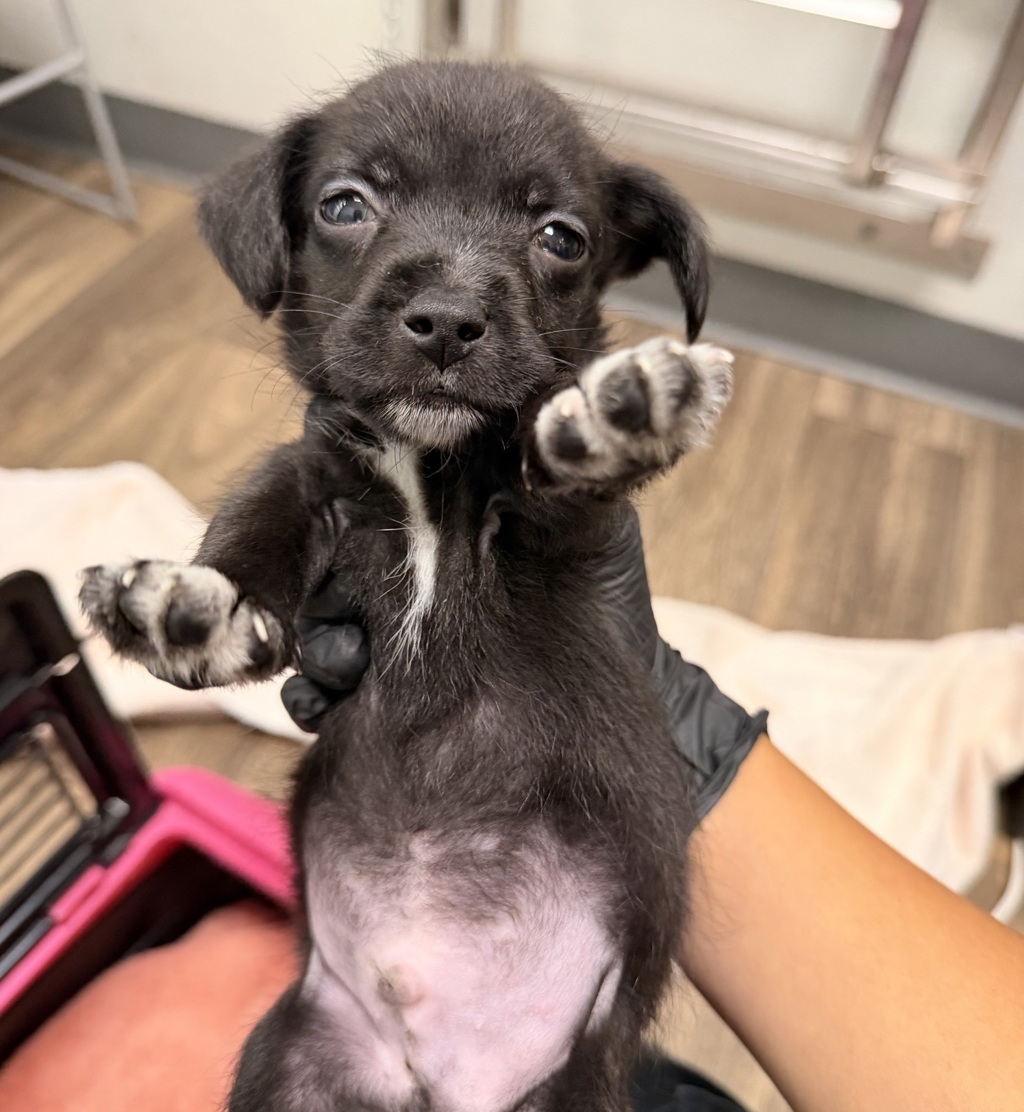 Shelter Stray Male Dog last seen Near Mira Mesa Boulevard, San Diego, CA, 92131, 5500 Gaines St, San Diego, CA 92110, USA